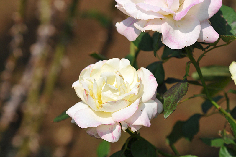 image0099