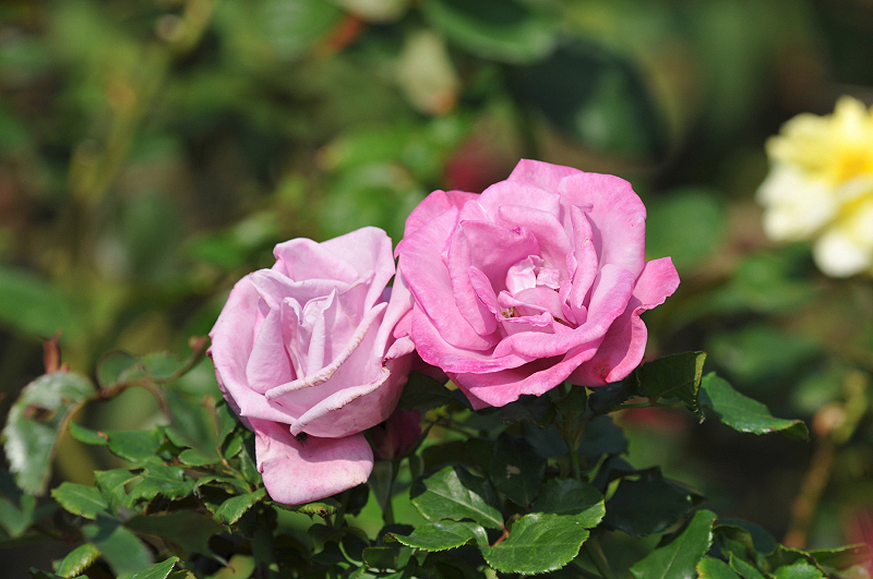 image0107