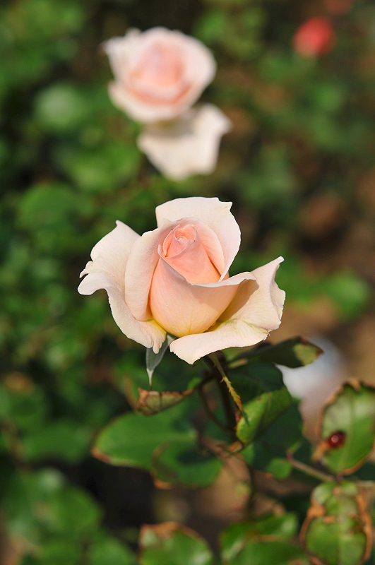 image0131