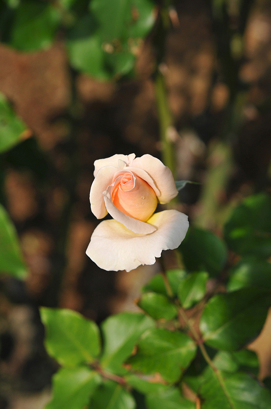 image0132
