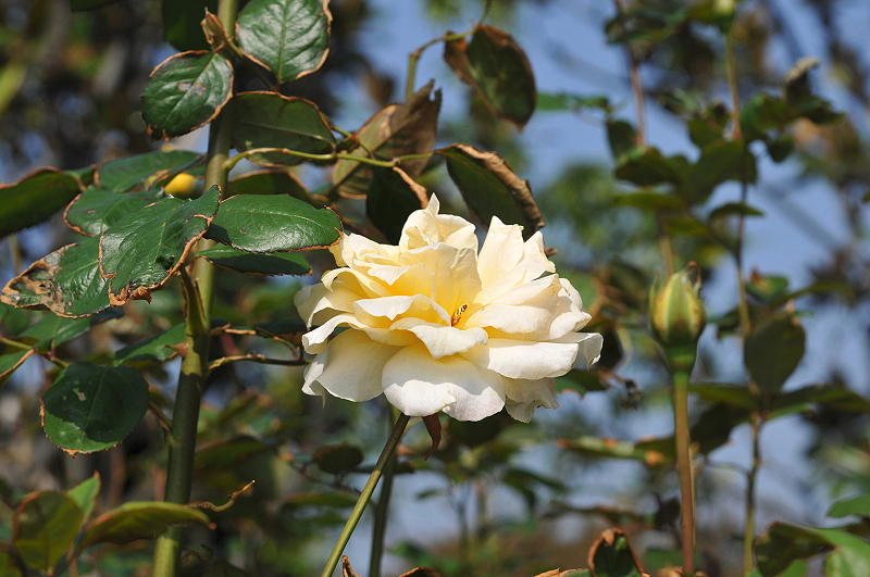 image0141