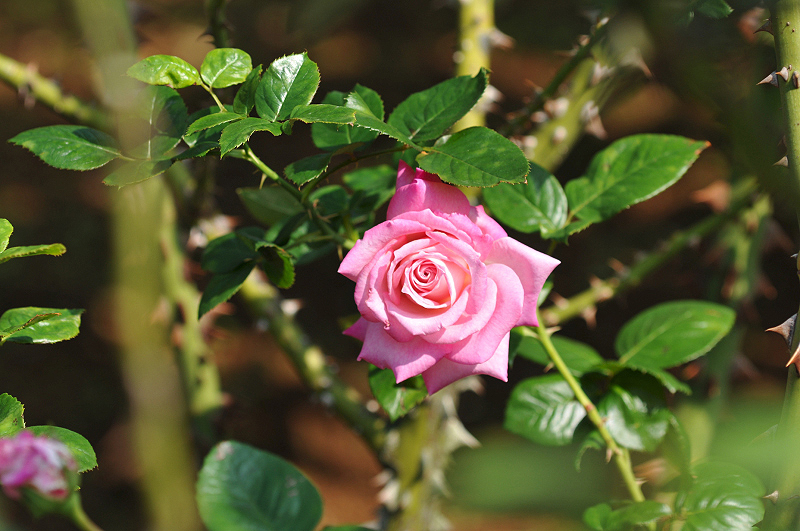 image0173
