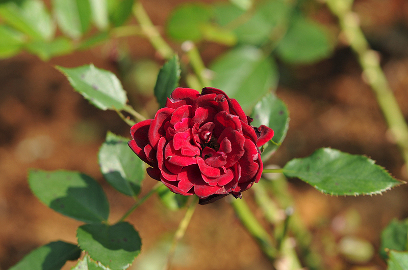 image0174