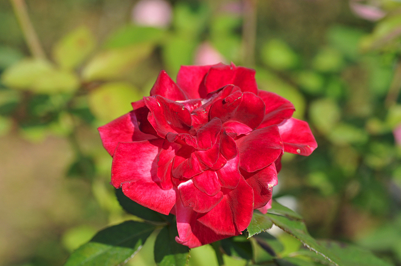 image0557