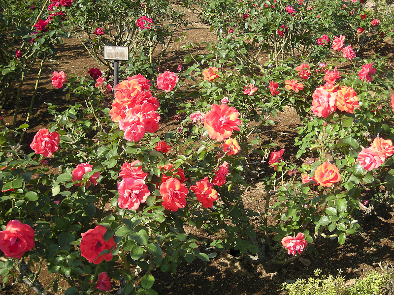 image0653