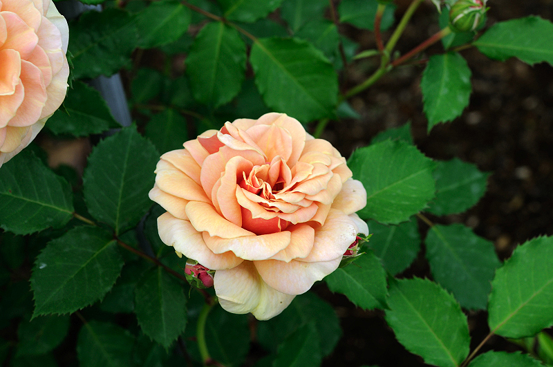 image0141