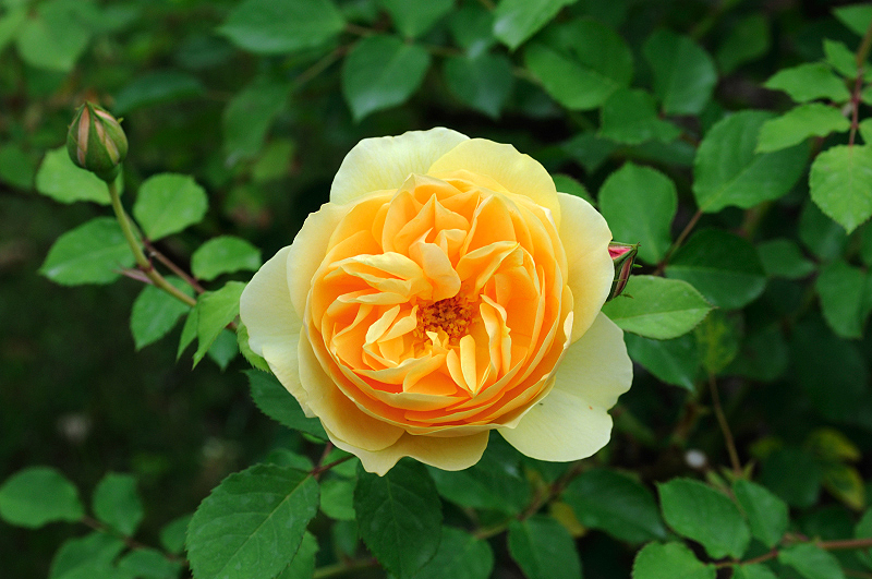 image0155
