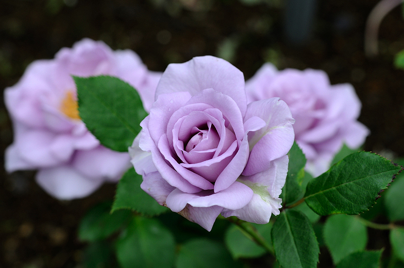 image0161