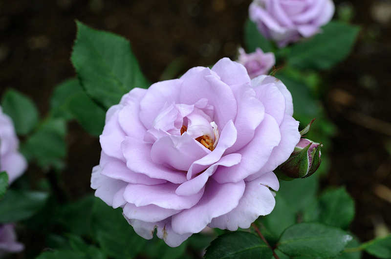 image0162