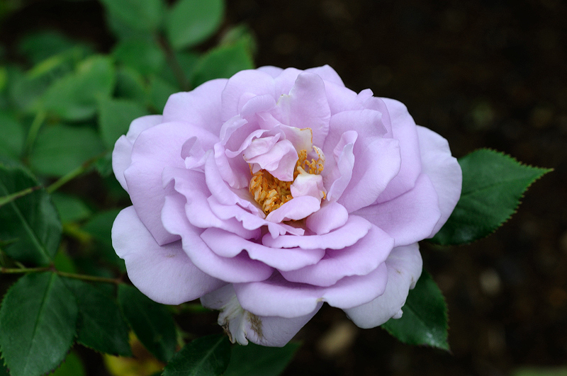 image0163
