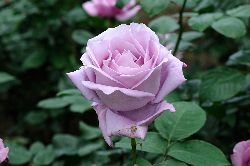 image0164