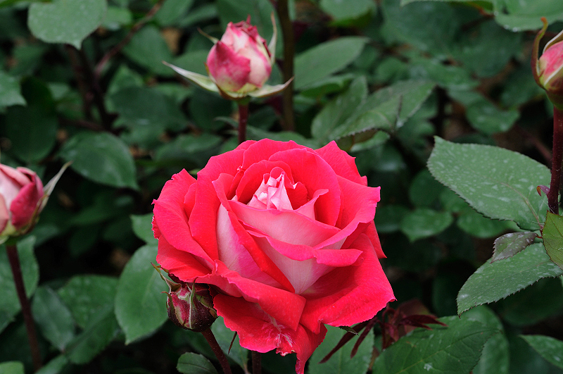 image0175