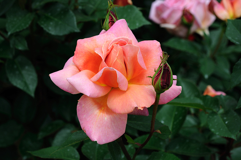 image0184