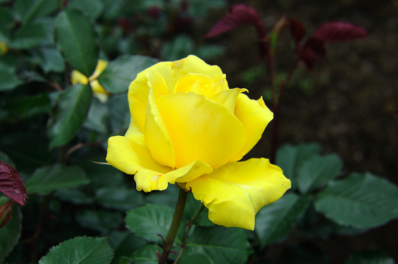image0190