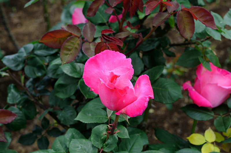 image0194
