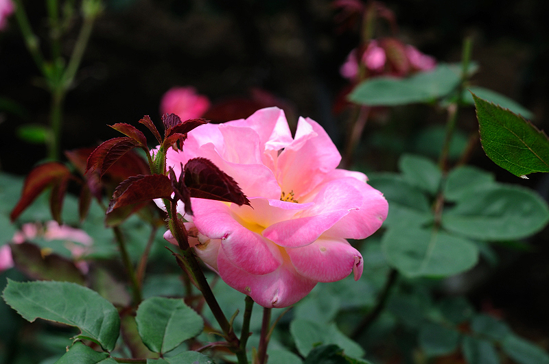 image0195