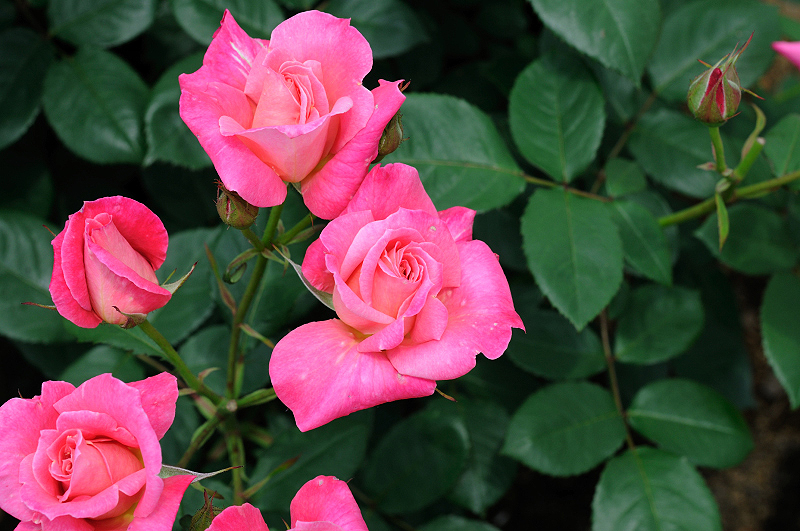 image0196
