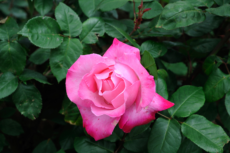 image0202