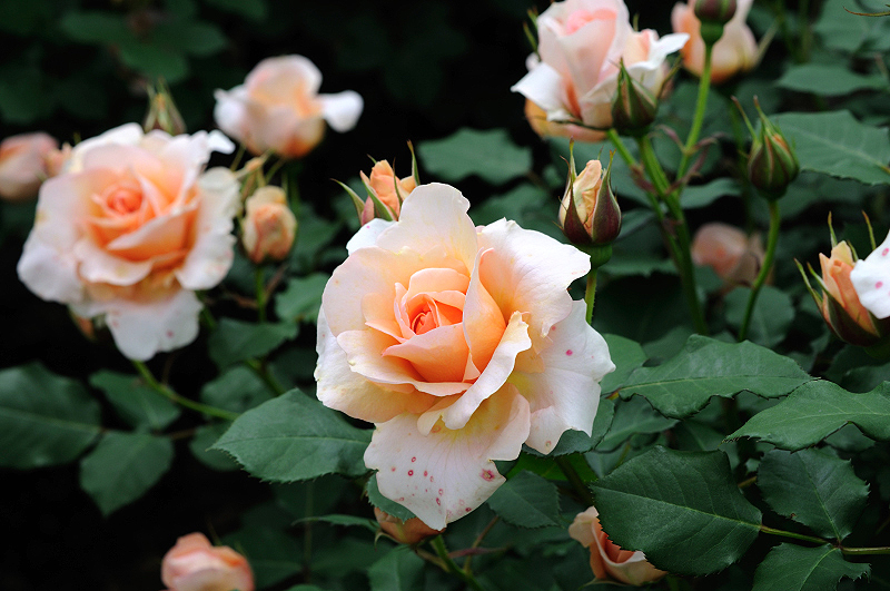 image0204