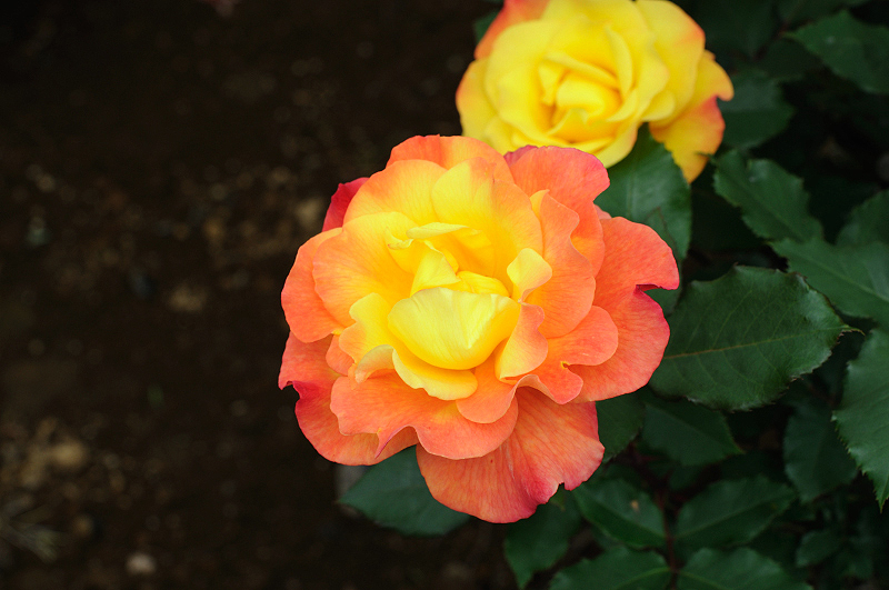 image0205