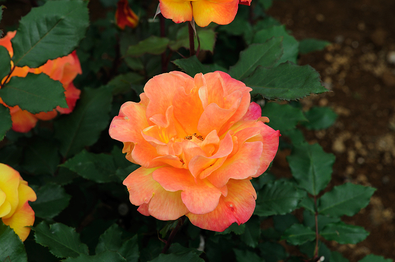 image0206