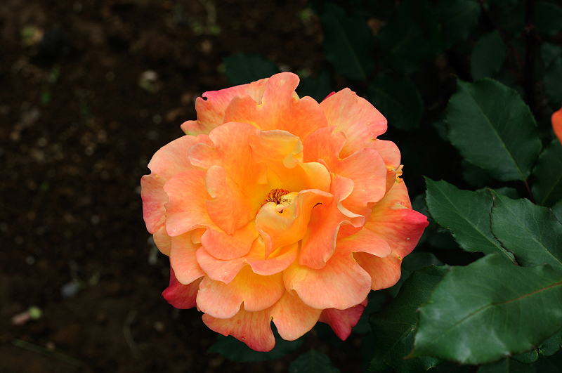image0209
