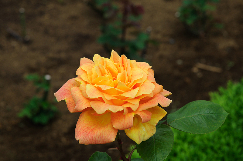 image0213