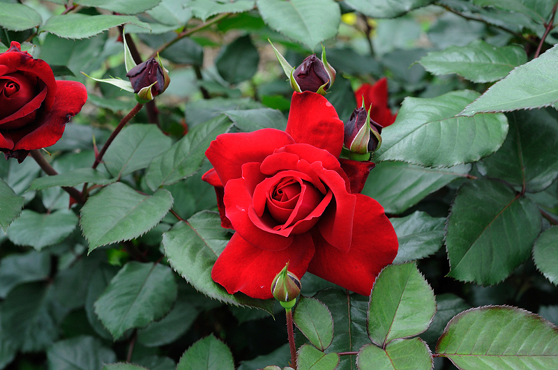 image0226