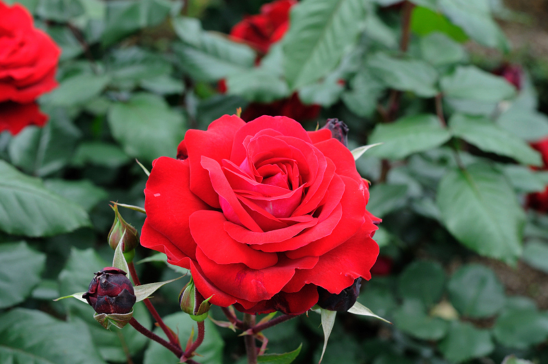 image0229