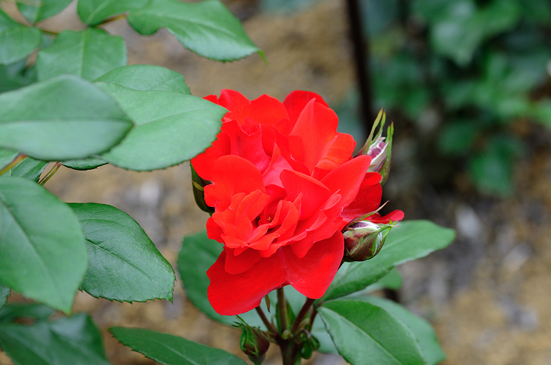 image0238