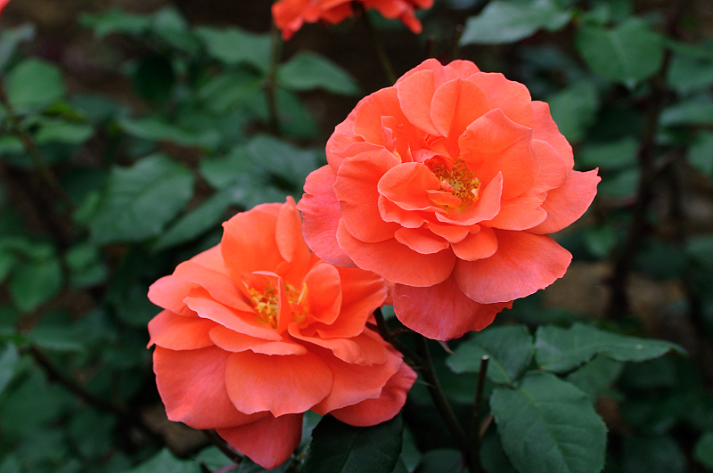image0239