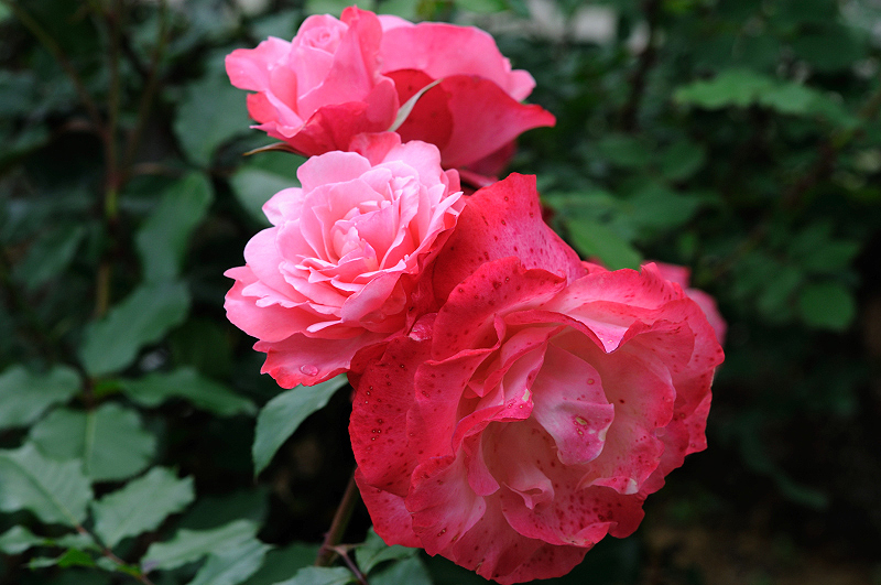 image0242