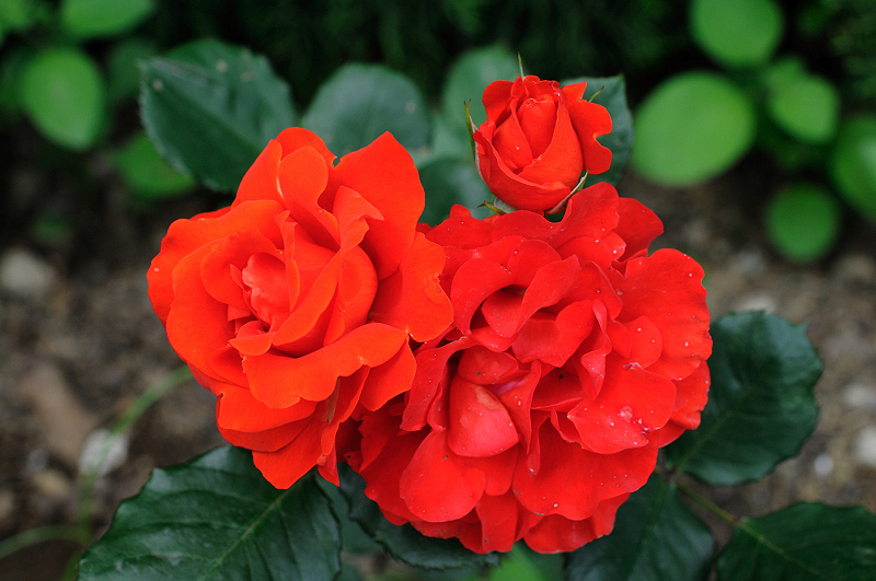 image0243
