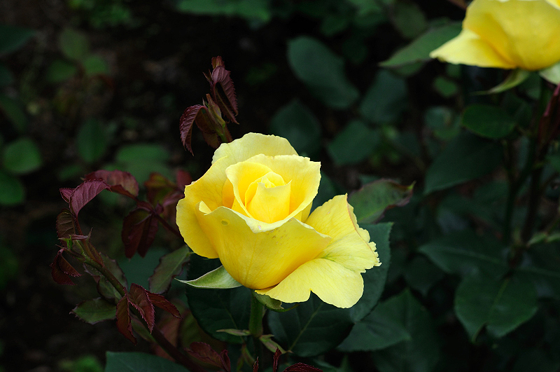 image0247