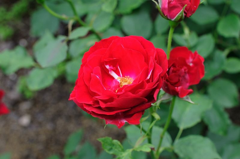 image0249