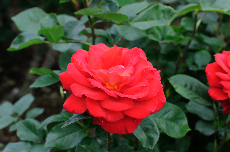 image0252