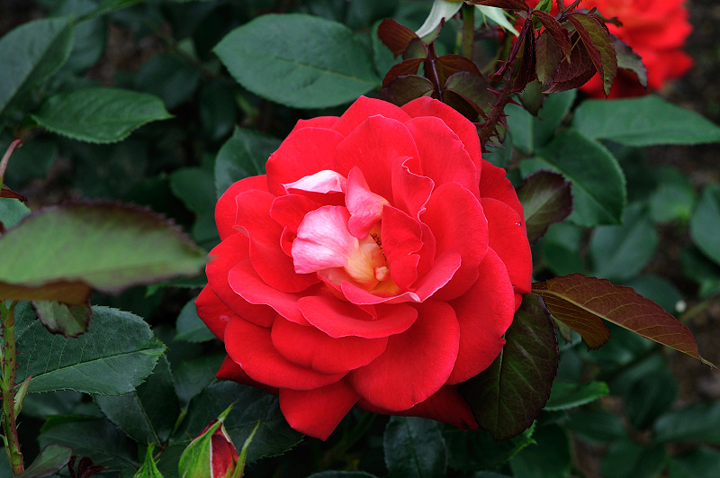 image0254