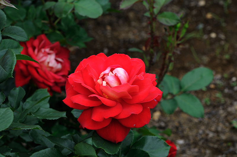 image0258