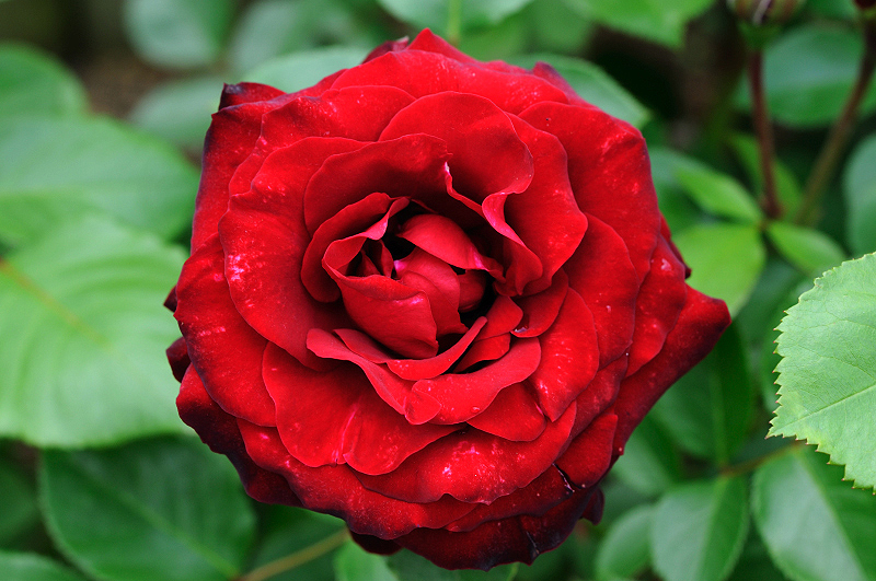 image0260