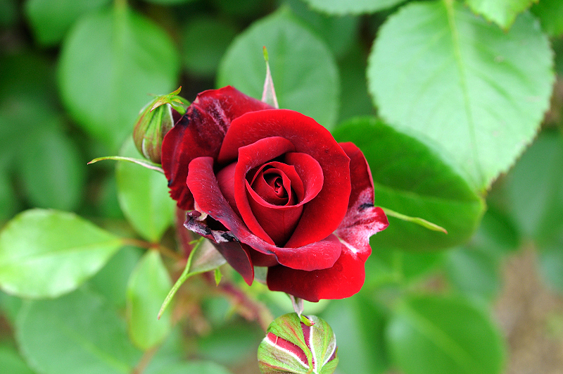 image0261