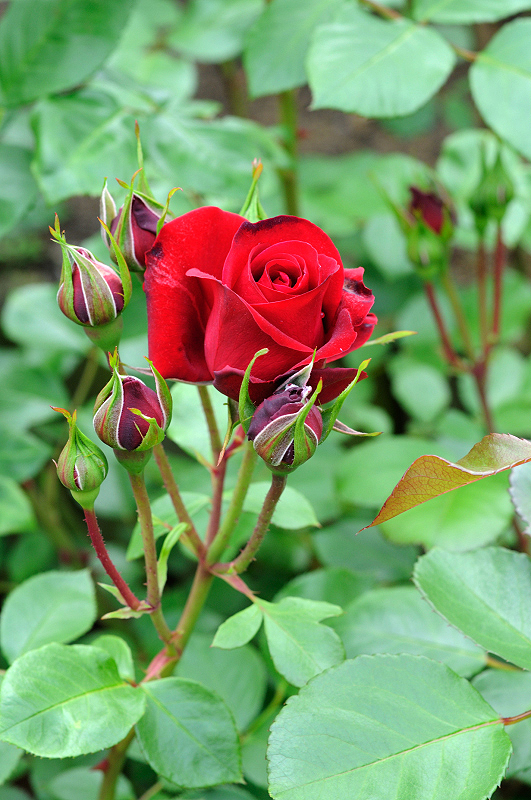 image0262