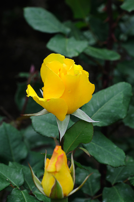image0267