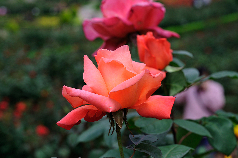 image0268