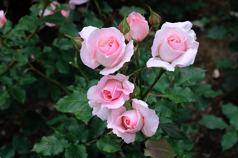 image0269