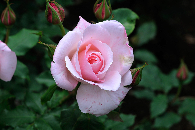 image0272