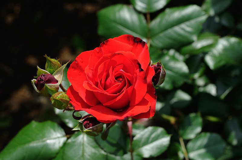 image0287