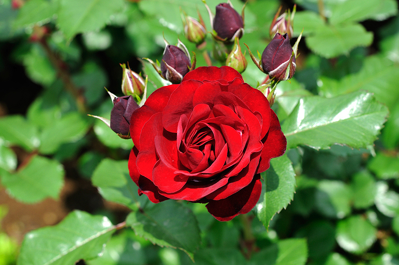 image0290