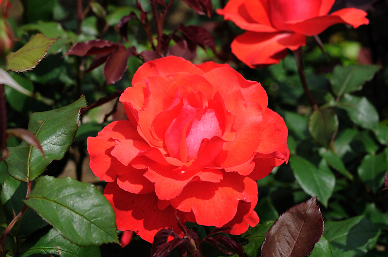 image0292