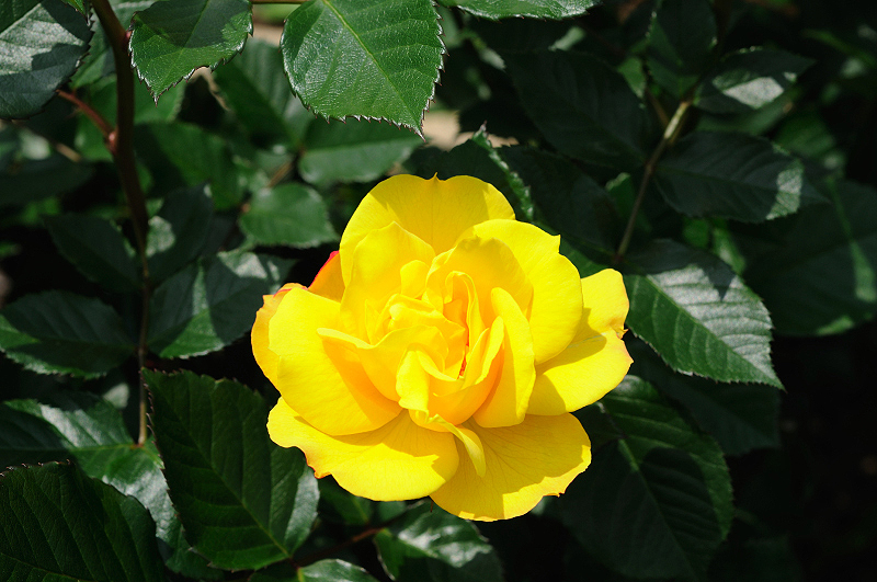 image0294