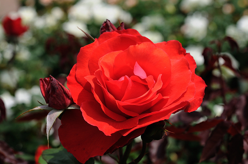 image0296